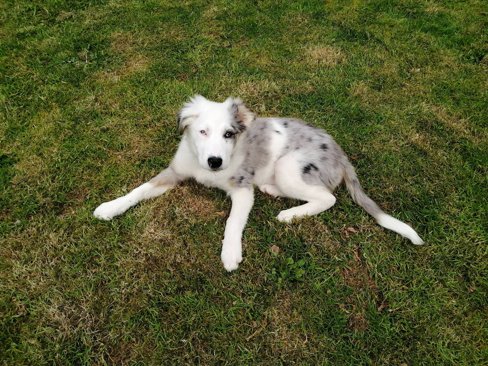 Miyuki a rejoint le concours — aidez-le/la à gagner de superbes lots ! canidae, carnivore, collar, companion_dog, dog, dog_breed, fawn, grass, non_sporting_group, pasture, paw, plant, snout, sporting_group, tail, terrestrial_animal, working_animal, working_dog