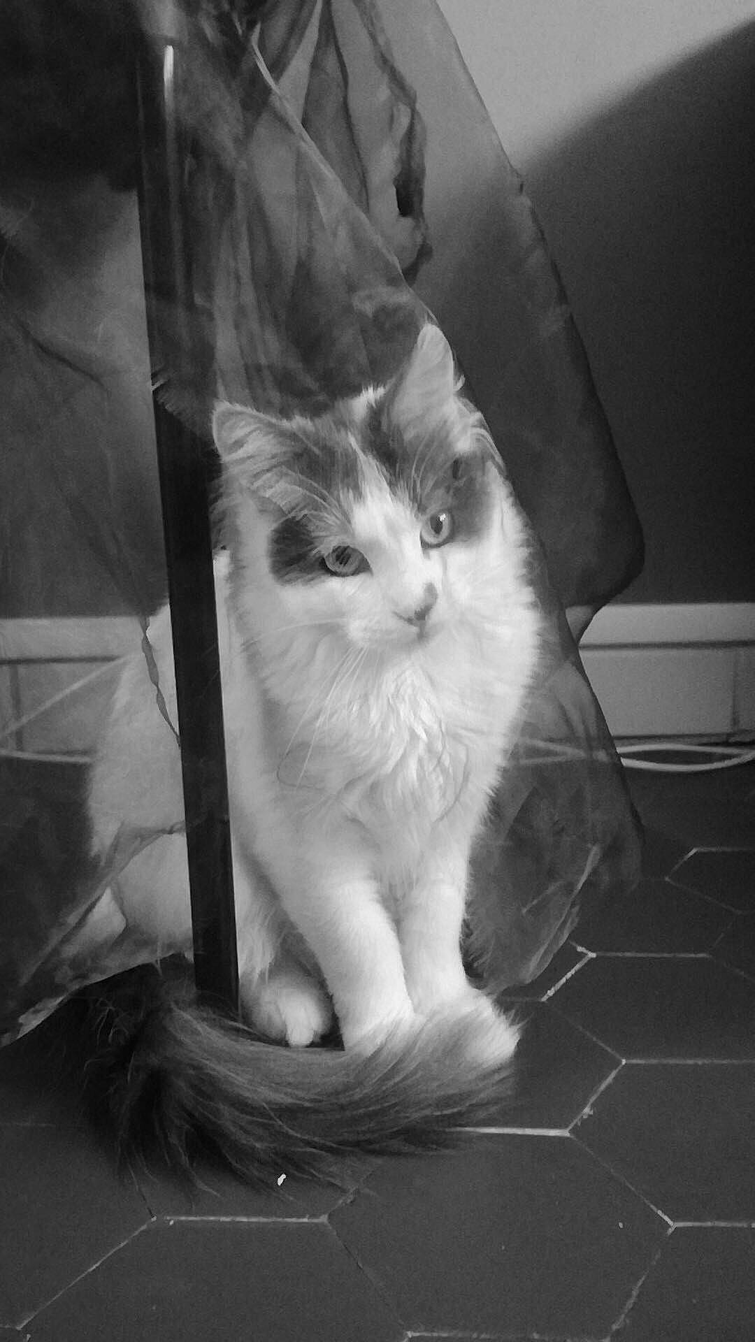 Caprice a rejoint le concours — aidez-le/la à gagner de superbes lots ! aegean_cat, black_and_white, carnivore, cat, domestic_short_haired_cat, european_shorthair, eye, felidae, fur, kitten, monochrome, monochrome_photography, norwegian_forest_cat, photography, small_to_medium_sized_cats, snapshot, snout, turkish_angora, whiskers, white