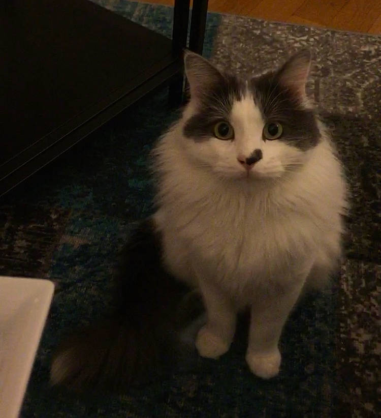 Caprice participe au concours pour gagner de l'argent avec cette photo : aegean_cat, asian_semi_longhair, british_semi_longhair, carnivore, cat, cymric, domestic_long_haired_cat, domestic_short_haired_cat, eye, felidae, fur, kitten, mammal, norwegian_forest_cat, ragamuffin, ragdoll, small_to_medium_sized_cats, turkish_angora, turkish_van, whiskers