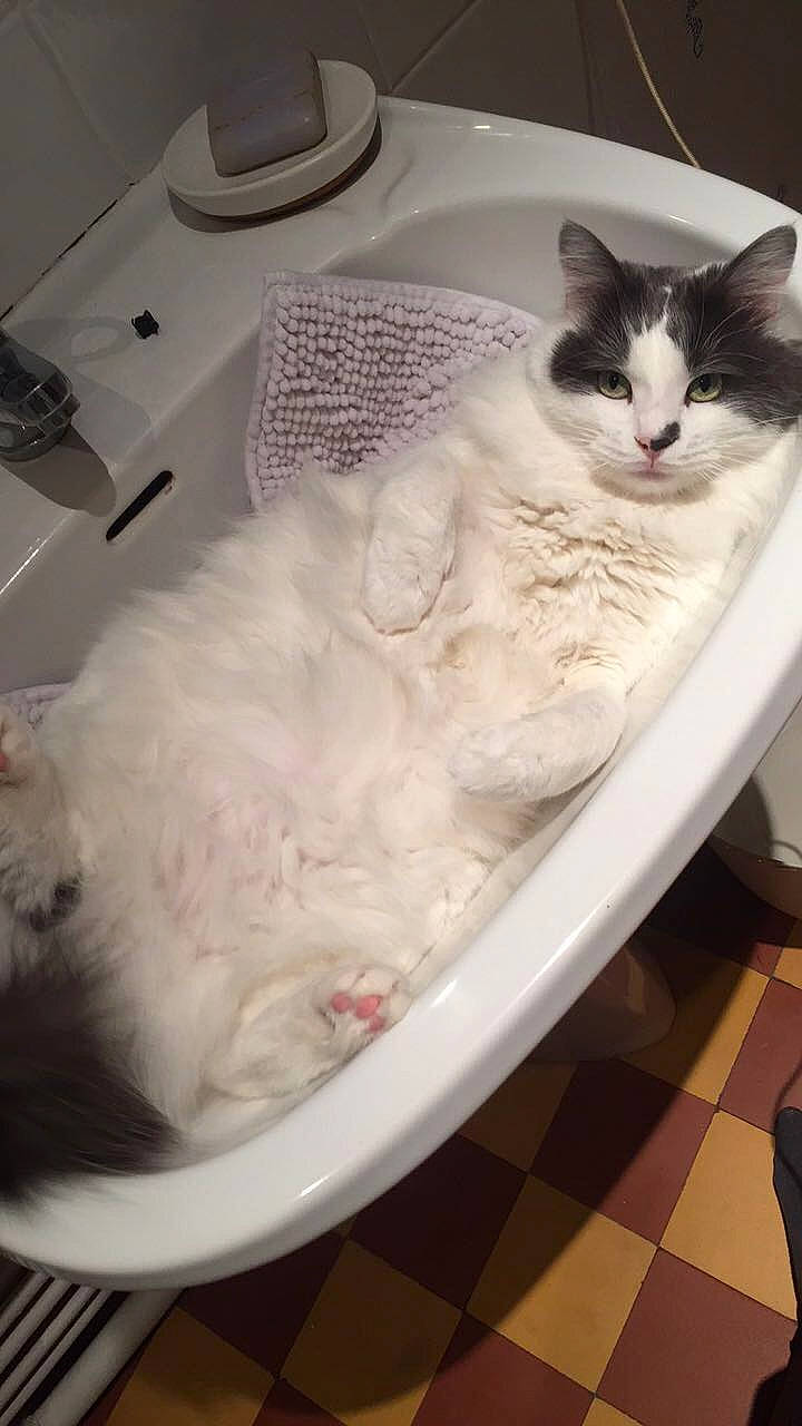 Caprice a rejoint le concours — aidez-le/la à gagner de superbes lots ! bathtub, carnivore, cat, domestic_long_haired_cat, felidae, fur, kitten, norwegian_forest_cat, plumbing_fixture, ragamuffin, ragdoll, sink, small_to_medium_sized_cats, turkish_angora, turkish_van, whiskers