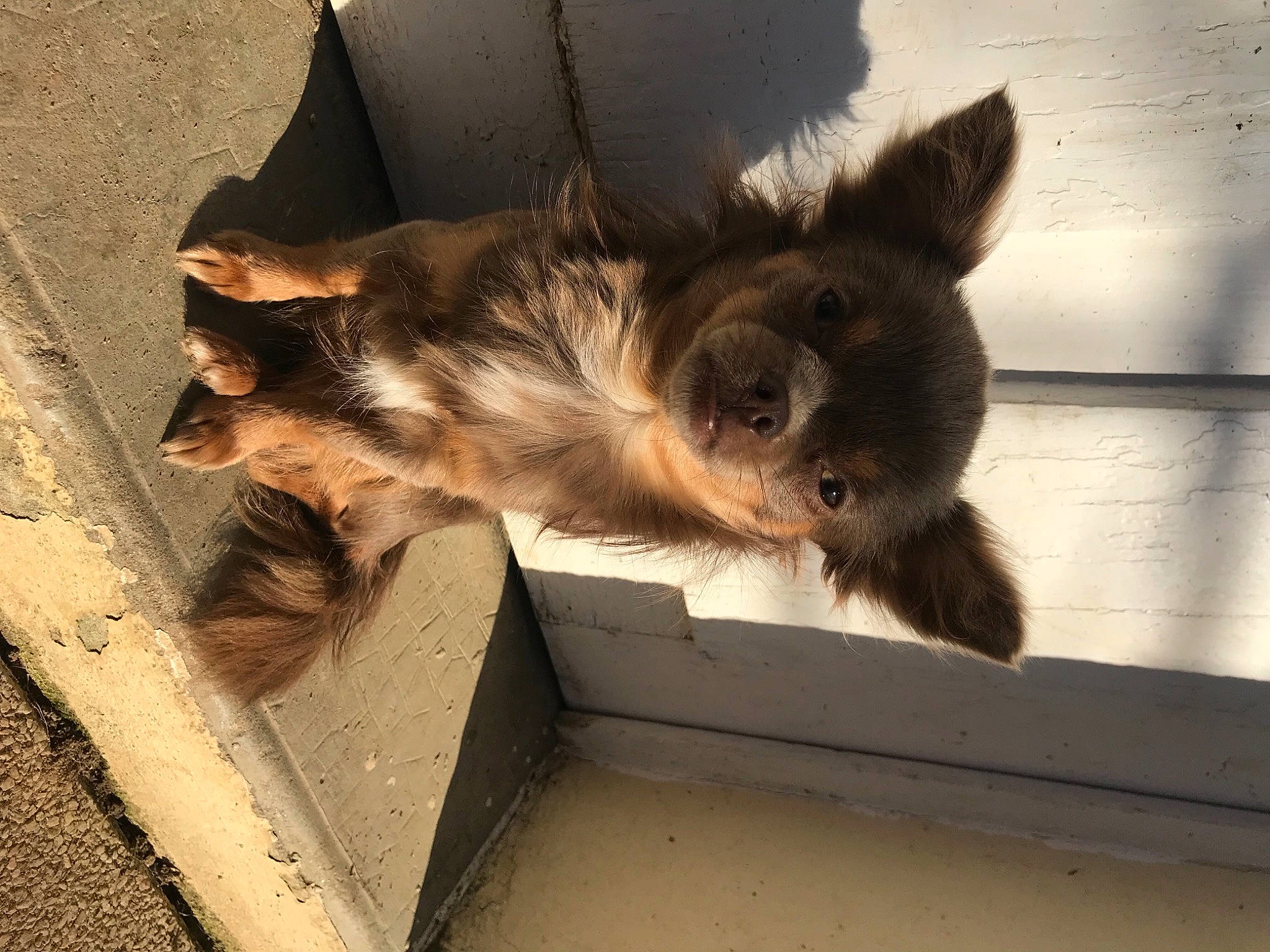 Rya a rejoint le concours — aidez-le/la à gagner de superbes lots ! canidae, carnivore, claw, companion_dog, dog, dog_breed, eye, fawn, felidae, fur, paw, small_to_medium_sized_cats, snout, sporting_group, tail, terrestrial_animal, tints_and_shades, whiskers, wildlife, wood