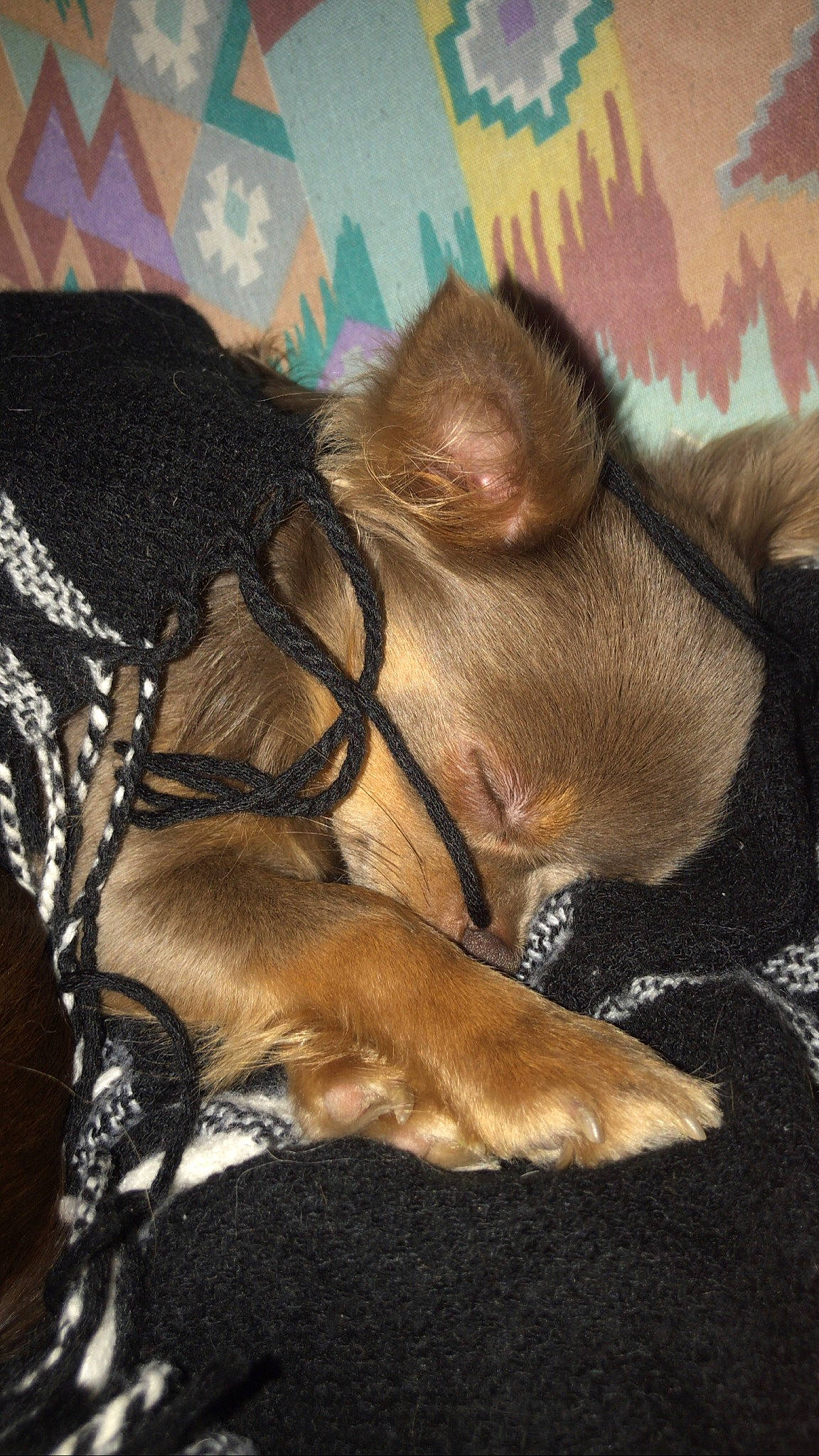 Rya participe au concours pour gagner de l'argent avec cette photo : canidae, carnivore, comfort, companion_dog, dog, dog_breed, fawn, felidae, fur, linens, liver, nap, paw, small_to_medium_sized_cats, sporting_group, tail, terrestrial_animal, whiskers, working_animal, wrinkle