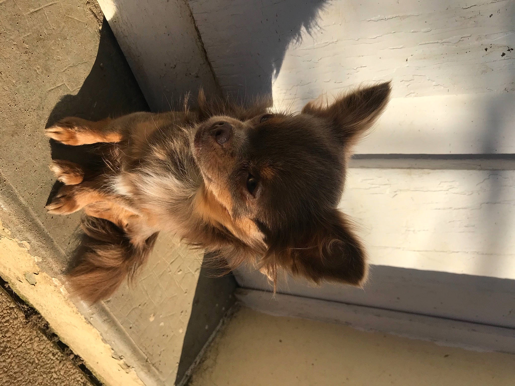 Rya a rejoint le concours — aidez-le/la à gagner de superbes lots ! canidae, carnivore, companion_dog, dog_breed, eye, fawn, felidae, flooring, fur, paw, small_to_medium_sized_cats, snout, sporting_group, tail, terrestrial_animal, tints_and_shades, whiskers, window, wing, wood