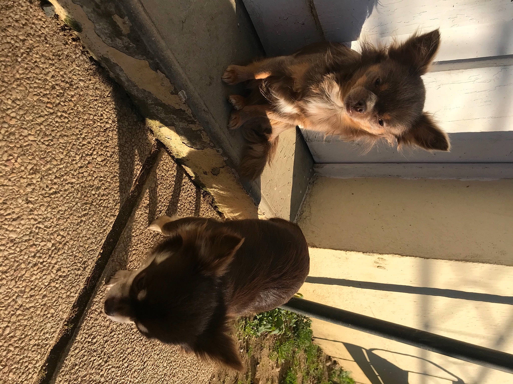 Rya a rejoint le concours — aidez-le/la à gagner de superbes lots ! brown, canidae, carnivore, cat, dog_breed, domestic_short_haired_cat, fawn, felidae, fur, mammal, paw, plant, shadow, small_to_medium_sized_cats, sporting_group, tail, tints_and_shades, vertebrate, whiskers, wood