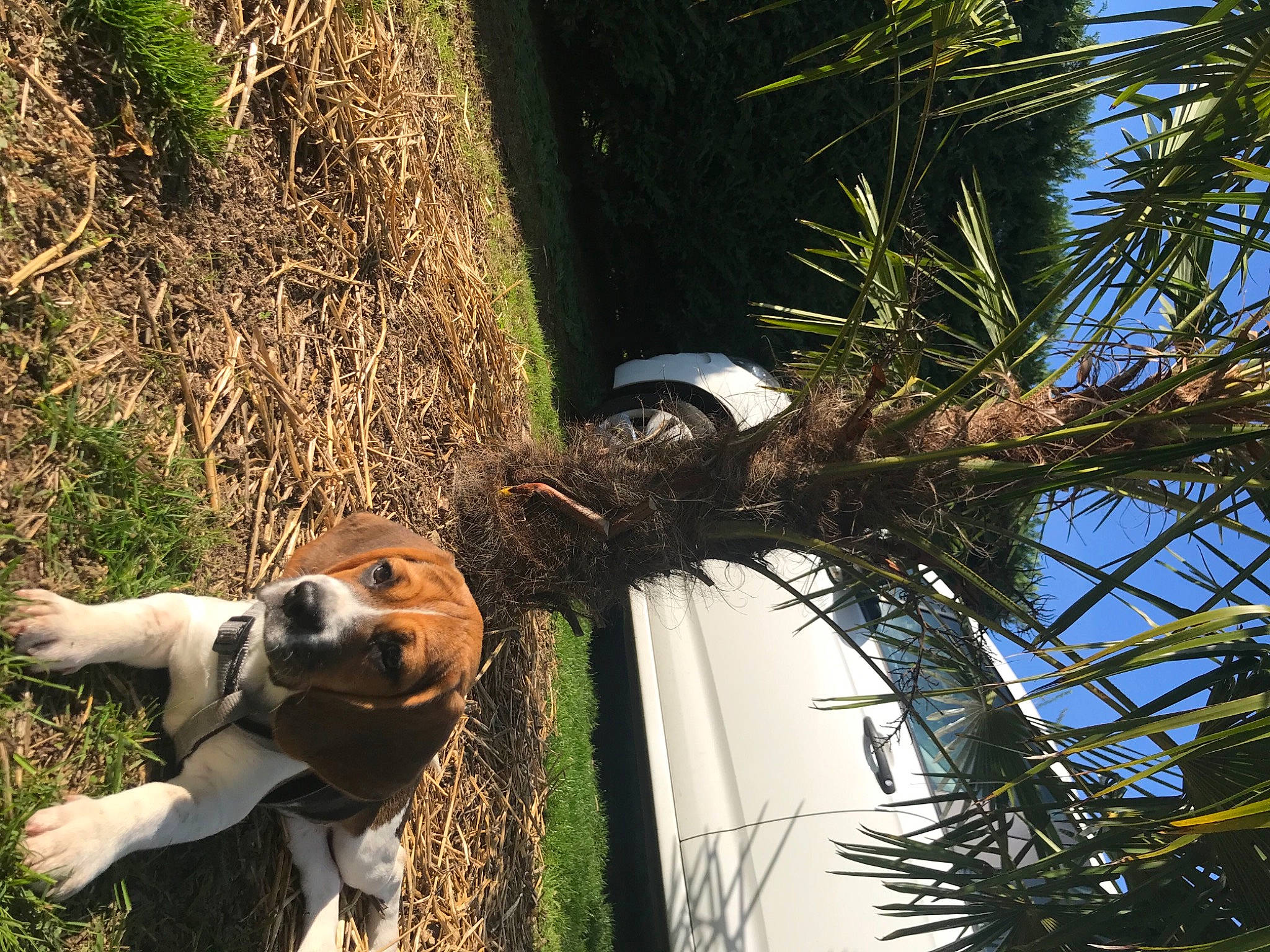 Ruby a rejoint le concours — aidez-le/la à gagner de superbes lots ! arecales, carnivore, collar, companion_dog, conifer, dog, dog_breed, evergreen, fawn, grass, palm_tree, plant, sporting_group, tail, terrestrial_plant, tree, trunk, twig, wildlife, wood