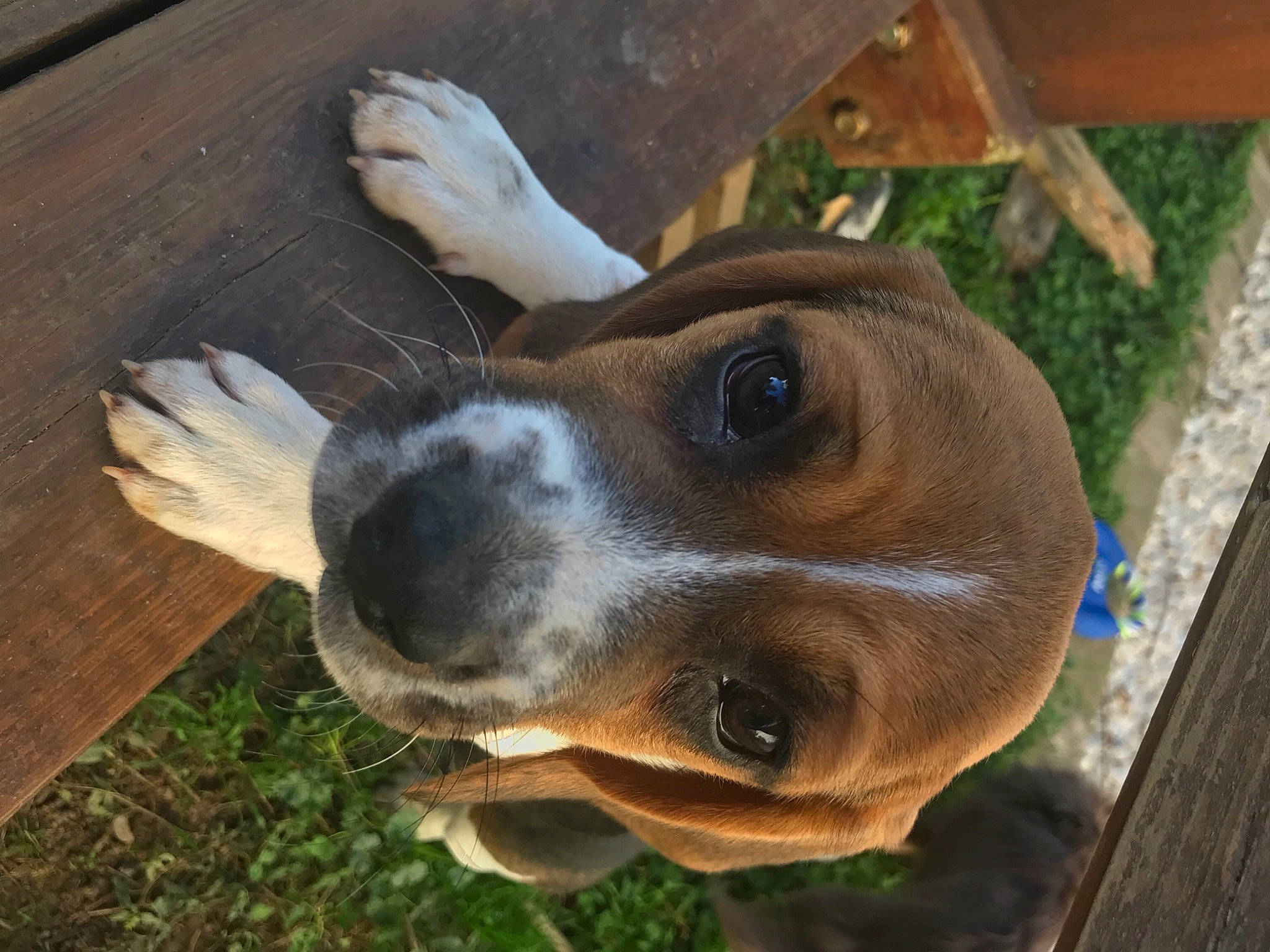 Ruby a rejoint le concours — aidez-le/la à gagner de superbes lots ! canidae, carnivore, collar, companion_dog, dog, dog_breed, fawn, fur, goggles, grass, hardwood, liver, plant, selfie, snout, sporting_group, sunglasses, whiskers, wood, working_animal