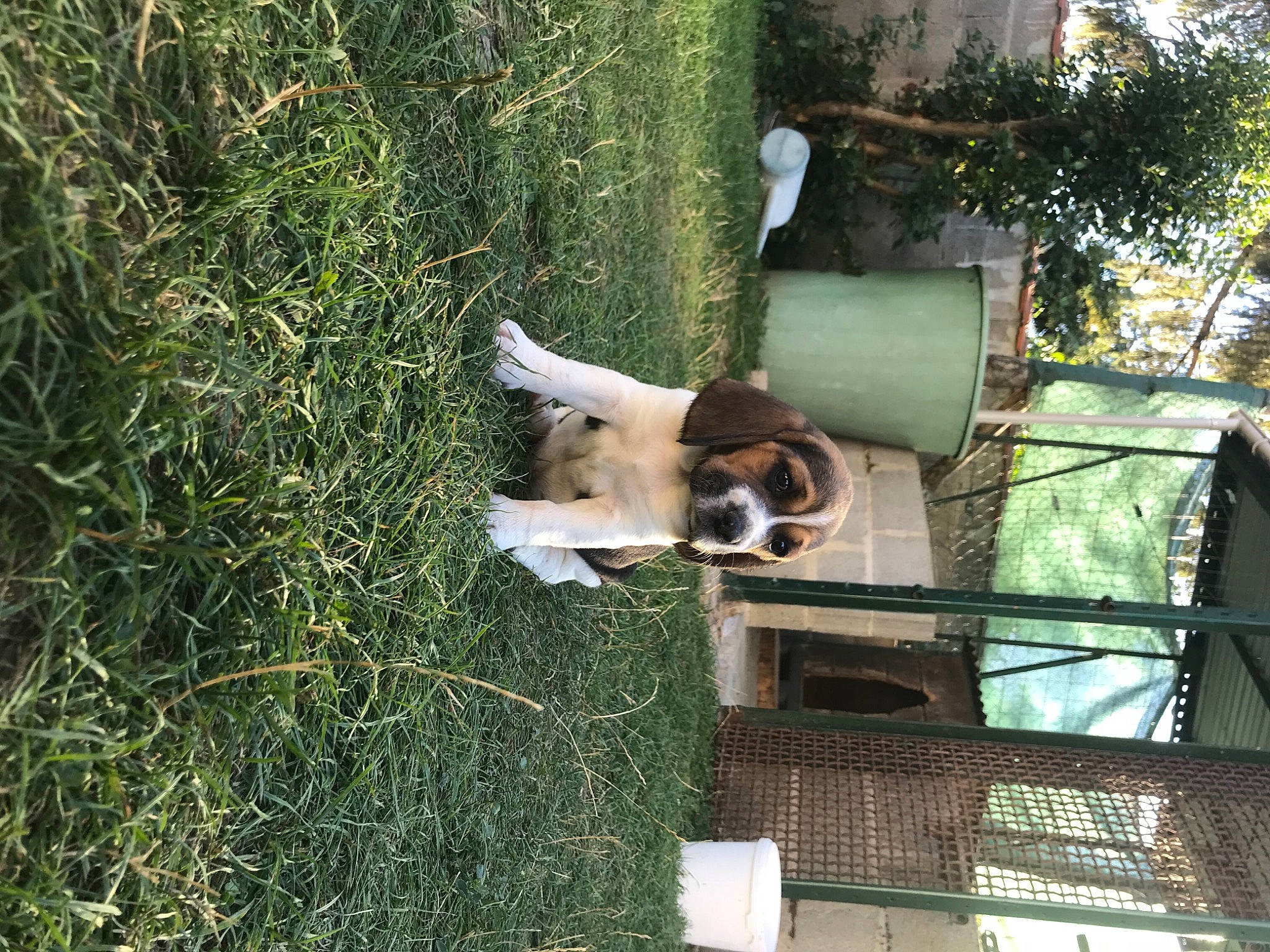 Ruby participe au concours pour gagner de l'argent avec cette photo : biome, canidae, carnivore, companion_dog, dog, dog_breed, fawn, grass, groundcover, metal, pet_supply, plant, shrub, sporting_group, tree, wood, working_animal, yard