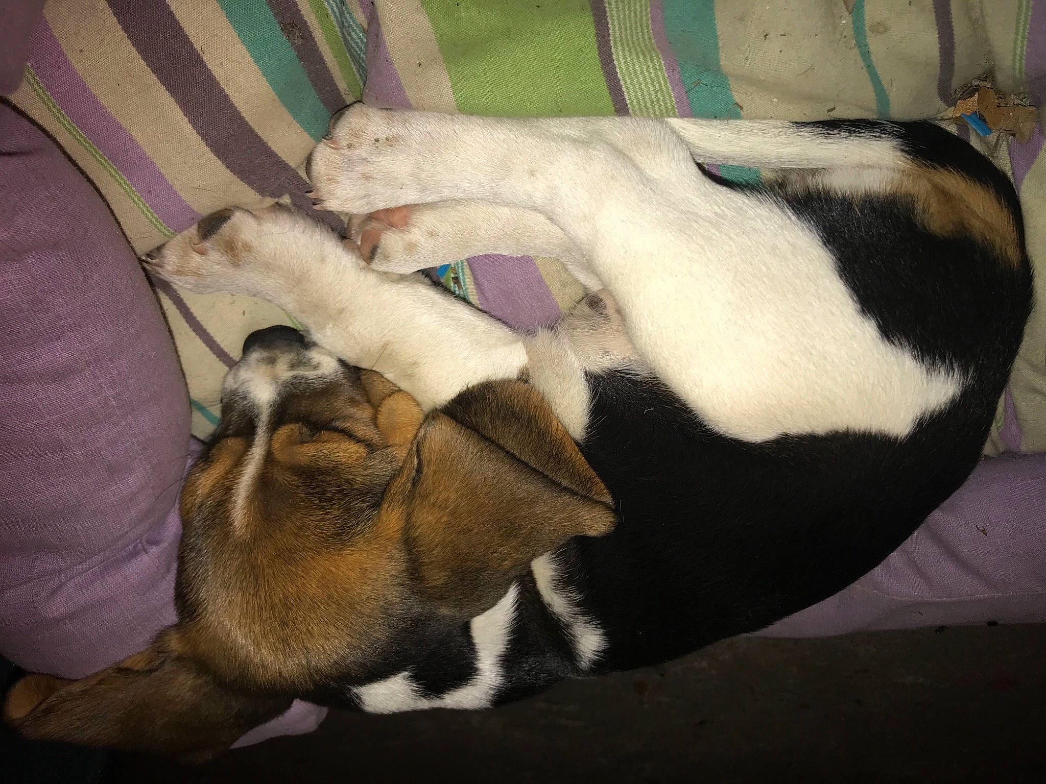 Ruby a rejoint le concours — aidez-le/la à gagner de superbes lots ! art, blanket, canidae, carnivore, comfort, companion_dog, dog, dog_breed, felidae, fur, human_leg, linens, nap, non_sporting_group, paw, sleep, small_to_medium_sized_cats, tail, vertebrate, whiskers