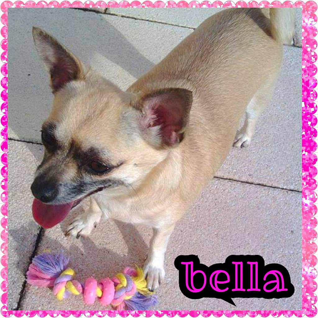 Bella participe au concours pour gagner de l'argent avec cette photo : canidae, carnivore, companion_dog, dog, dog_breed, dog_supply, font, magenta, photo_caption, photograph, photography, rectangle, toy_dog, whiskers, working_animal