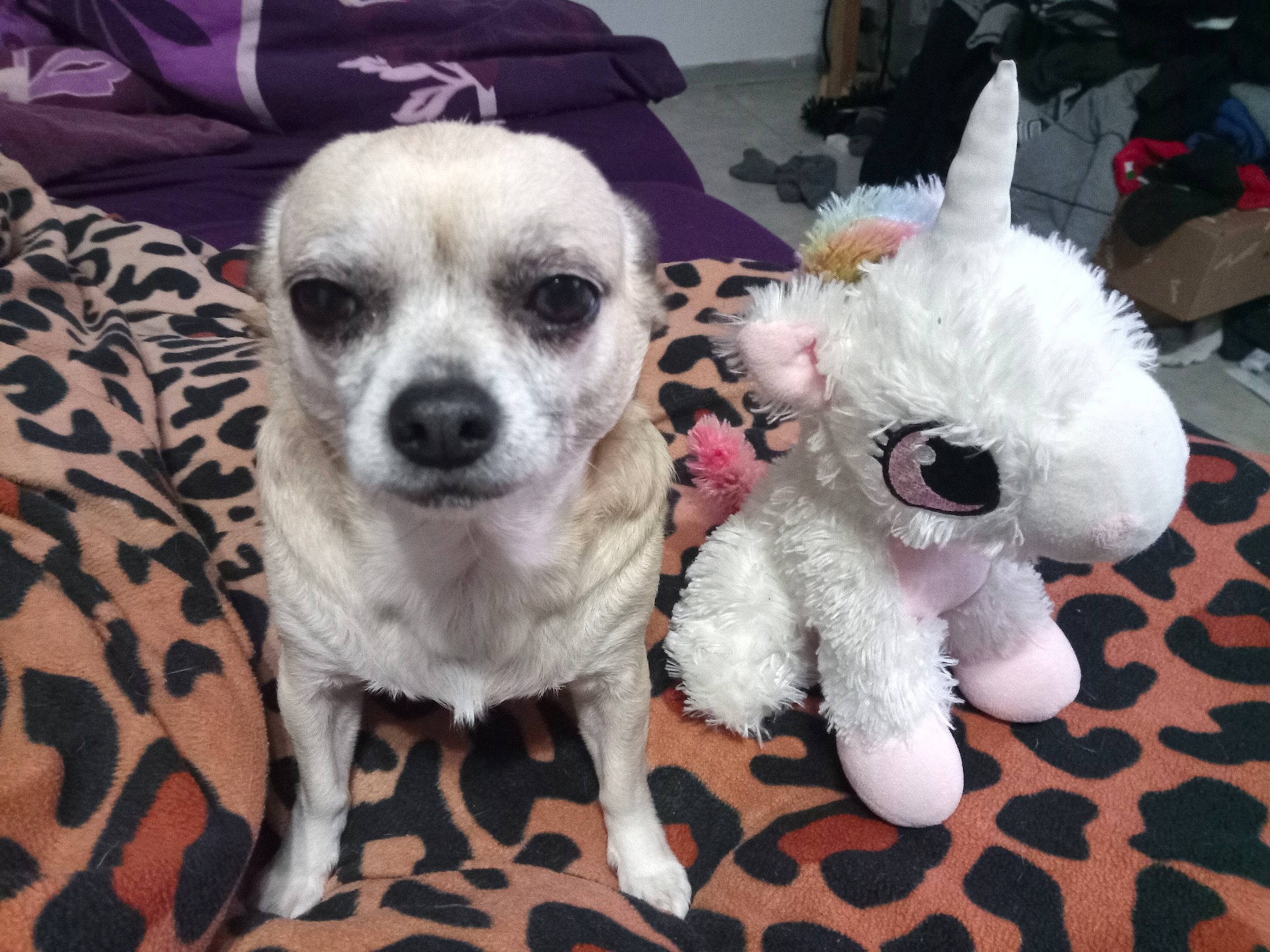 Bella participe au concours pour gagner de l'argent avec cette photo : ancient_dog_breeds, canidae, carnivore, companion_dog, dog, dog_breed, dog_clothes, dog_supply, fawn, fur, non_sporting_group, paw, puppy_love, small_terrier, snout, sporting_group, terrier, toy_dog, whiskers