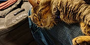 Romeo is registered to the contest to win money with this photo: blurred_background, cat, comfort, couch, cozy, feline, footwear, fur, human, indoor, jeans, lap, paw, pet, relaxation, remote_control, sleeping, sunlight, tabby, whiskers