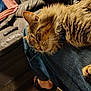 blurred_background, cat, comfort, couch, cozy, feline, footwear, fur, human, indoor, jeans, lap, paw, pet, relaxation, remote_control, sleeping, sunlight, tabby, whiskers