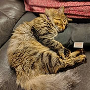 Romeo joined the competition — help win amazing prizes! animal, blanket, cat, comfort, couch, cozy, cute, domestic_animal, feline, fluffy, fur, indoor, leather, paw, pet, relaxation, resting, sleeping, tabby, tail