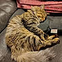 animal, blanket, cat, comfort, couch, cozy, cute, domestic_animal, feline, fluffy, fur, indoor, leather, paw, pet, relaxation, resting, sleeping, tabby, tail