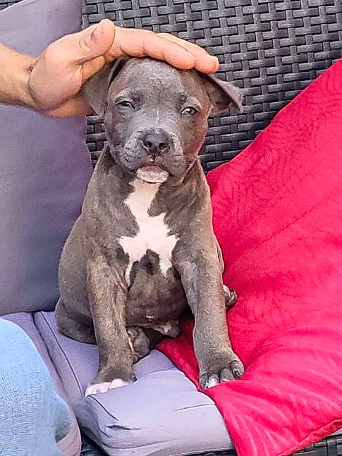 Lucky a rejoint le concours — aidez-le/la à gagner de superbes lots ! ancient_dog_breeds, canidae, carnivore, collar, comfort, companion_dog, dog, dog_breed, dog_collar, fawn, molosser, non_sporting_group, snout, sporting_group, terrestrial_animal, toy_dog, whiskers, working_animal