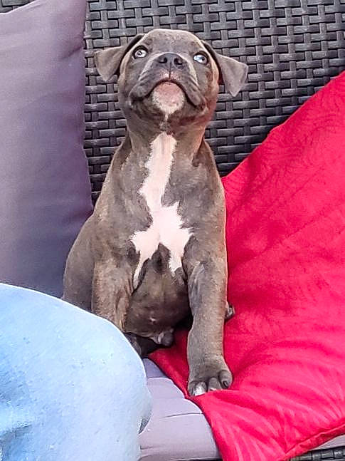 Lucky participe au concours pour gagner de l'argent avec cette photo : carnivore, collar, comfort, companion_dog, dog, dog_breed, dog_collar, fawn, grey, liver, molosser, non_sporting_group, pet_supply, terrestrial_animal, toy_dog, whiskers, working_animal, wrinkle