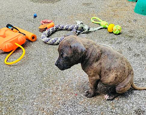 Lucky participe au concours pour gagner de l'argent avec cette photo : asphalt, canidae, carnivore, companion_dog, dog, dog_breed, fashion_accessory, fawn, grass, leash, plastic, recreation, road_surface, rock, rock_climbing_equipment, soil, sporting_group, terrestrial_animal, toy, working_animal