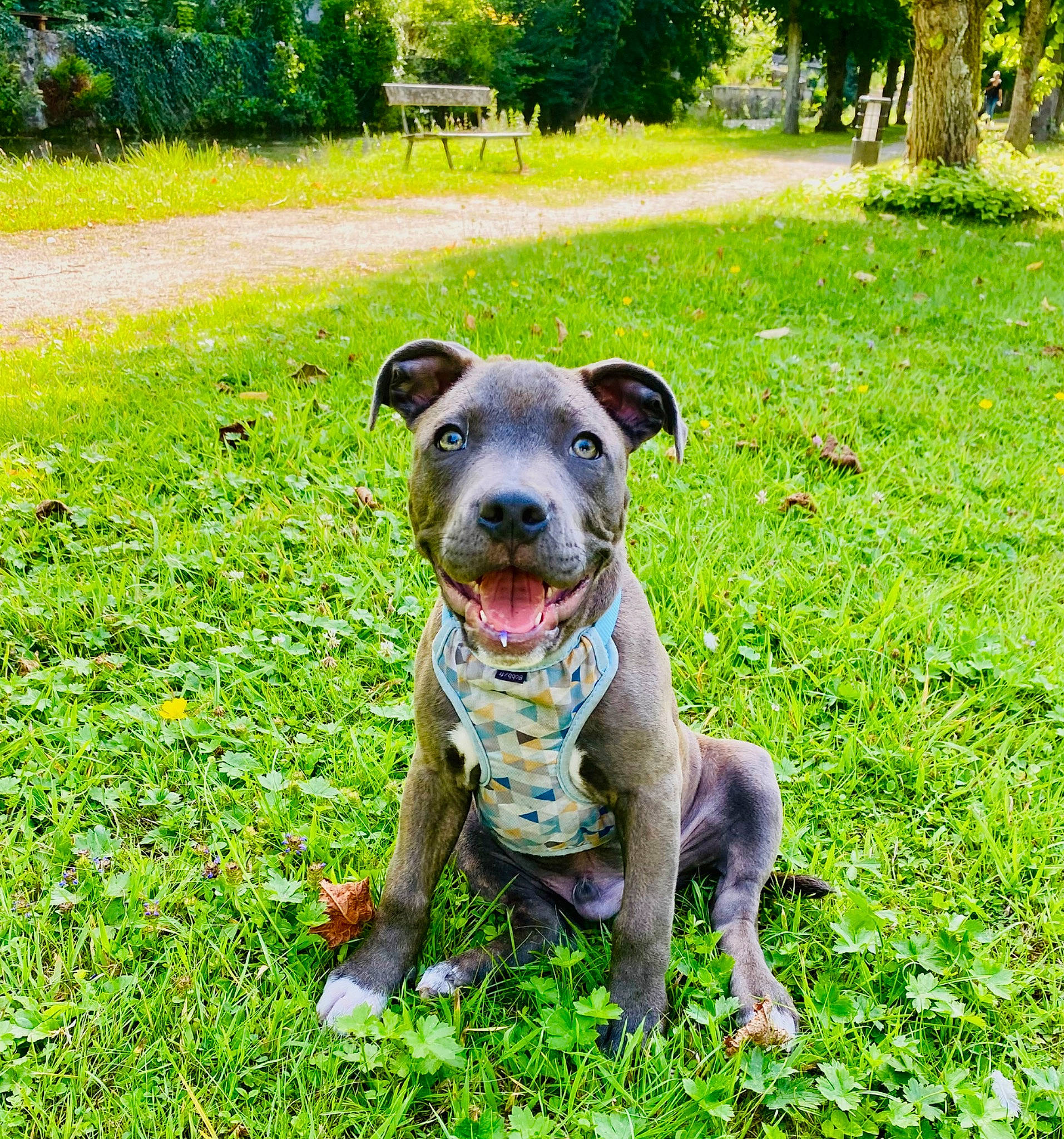 Lucky a rejoint le concours — aidez-le/la à gagner de superbes lots ! bull_and_terrier, canidae, carnivore, companion_dog, dog, dog_breed, fawn, garden, grass, grassland, green, groundcover, plant, sculpture, snout, sporting_group, tail, terrestrial_animal, tree, working_animal