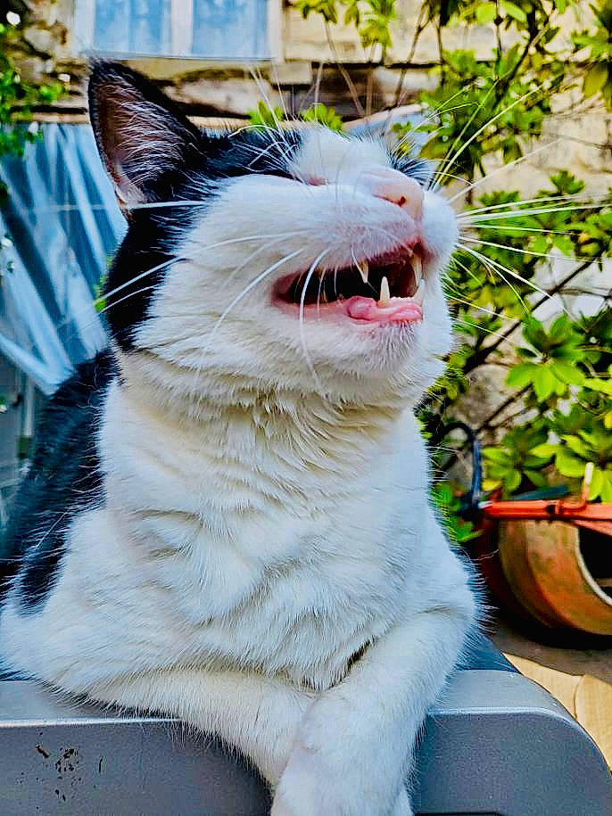 Choupette participe au concours pour gagner de l'argent avec cette photo : carnivore, cat, collar, eye, fang, felidae, grass, happy, jaw, plant, roar, small_to_medium_sized_cats, smile, snout, tail, terrestrial_animal, tooth, whiskers, window, yawn