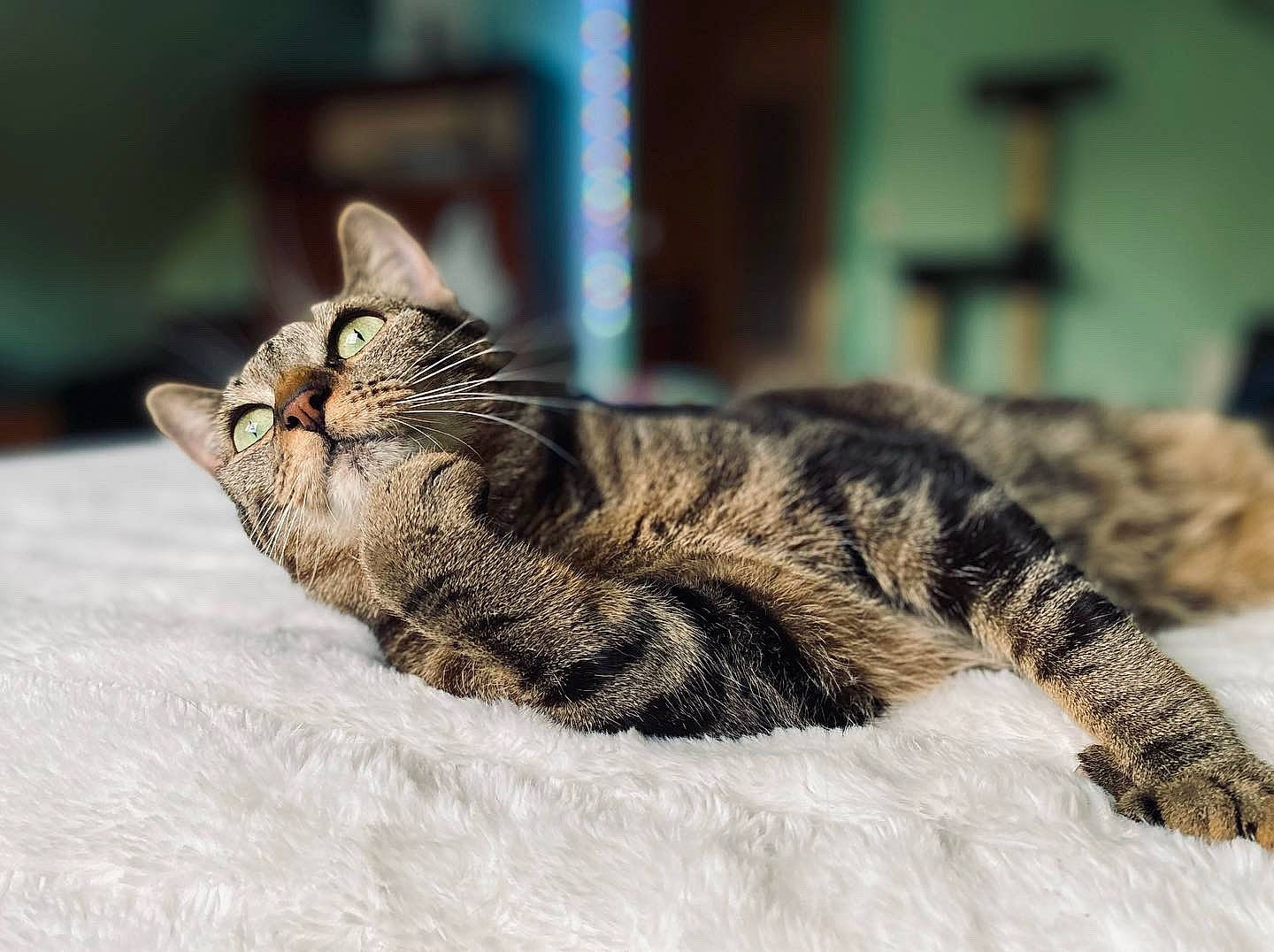 Sky a rejoint le concours — aidez-le/la à gagner de superbes lots ! carnivore, cat, claw, comfort, domestic_short_haired_cat, felidae, fur, nap, paw, sitting, sleep, small_to_medium_sized_cats, snout, tail, terrestrial_animal, tree, whiskers, wildlife