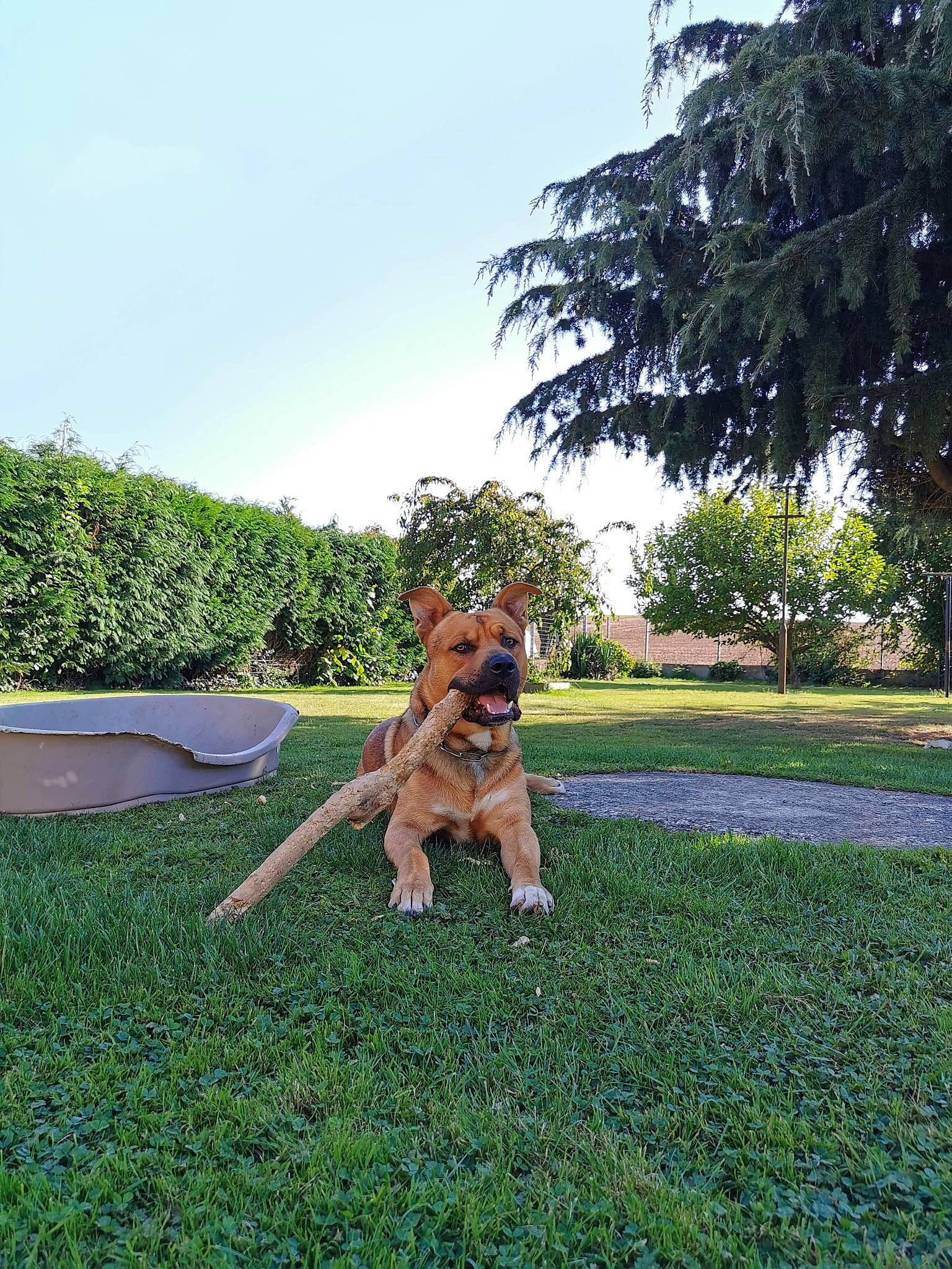 Oslo a rejoint le concours — aidez-le/la à gagner de superbes lots ! canidae, carnivore, dog, dog_breed, fawn, german_shepherd_dog, grass, lawn, mammal, plant, sporting_group, vertebrate, working_dog