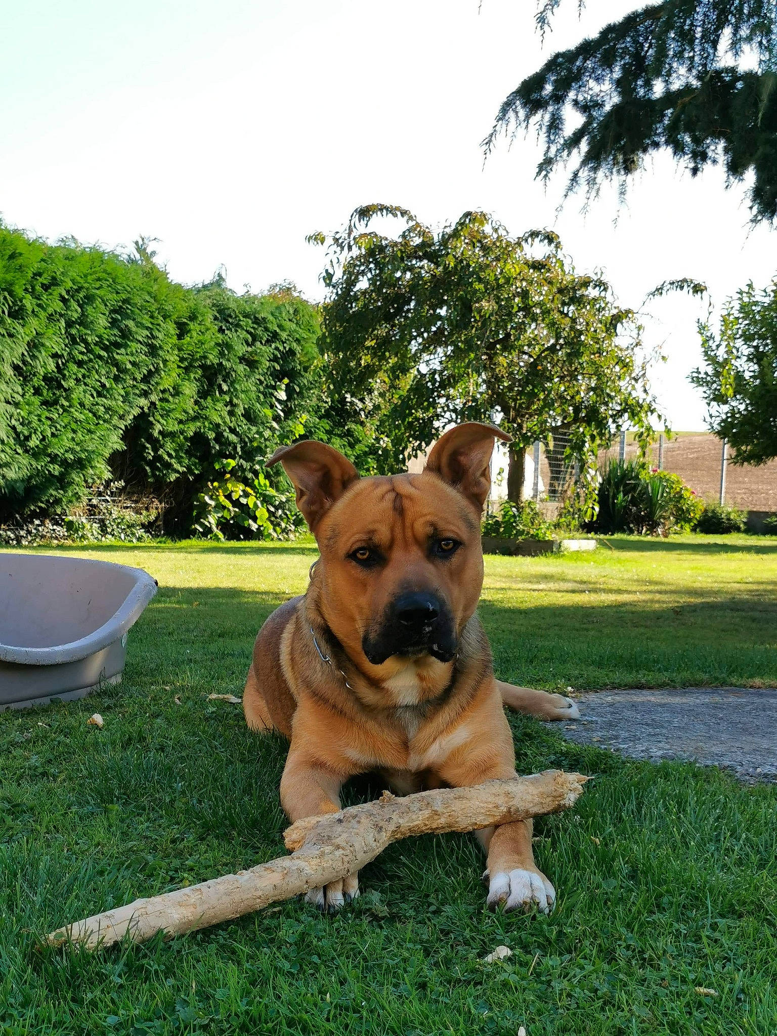 Oslo a rejoint le concours — aidez-le/la à gagner de superbes lots ! canidae, carnivore, companion_dog, dog, dog_breed, fawn, german_shepherd_dog, grass, lawn, mammal, perro_de_presa_mallorquin, plant, rare_breed_dog, snout, tosa, tree, vertebrate, working_dog