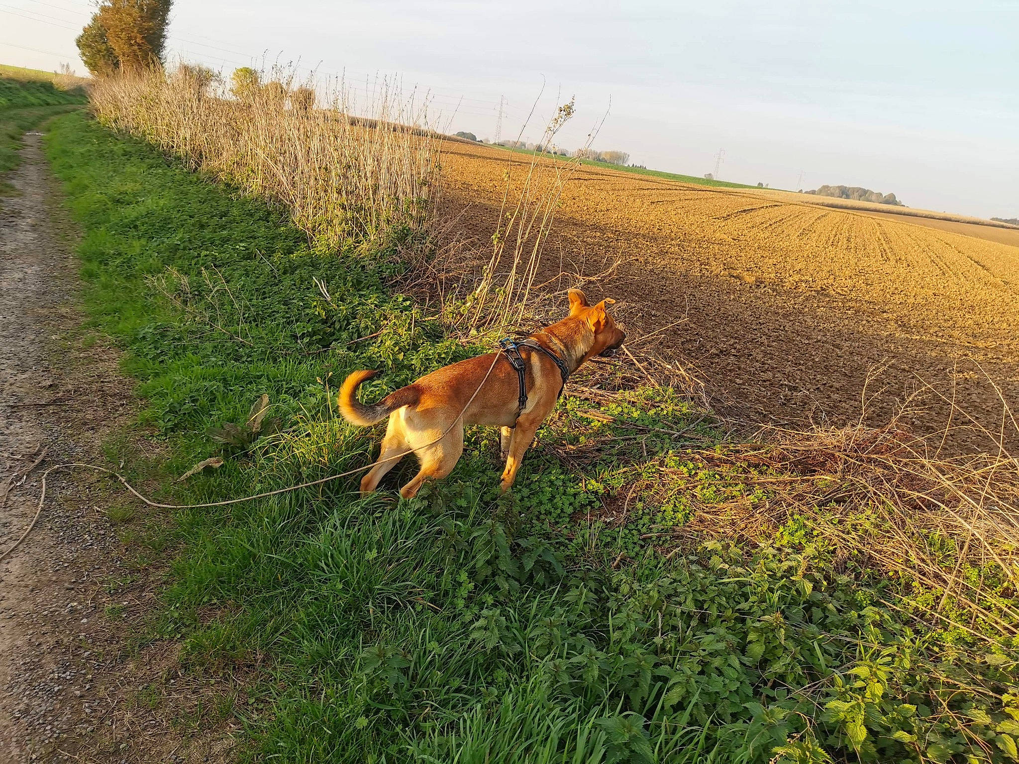 Oslo participe au concours pour gagner de l'argent avec cette photo : canidae, carnivore, dog, dog_breed, dog_walking, field, field_trial, grass, hunting_dog, mammal, nova_scotia_duck_tolling_retriever, pasture, plant, prairie, road, rural_area, sporting_group, vizsla, working_dog