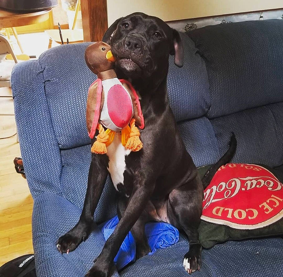 Aggie is registered to the contest to win money with this photo: canidae, carnivore, chair, collar, comfort, companion_dog, couch, dog, dog_breed, dog_collar, dog_supply, fawn, furniture, guard_dog, hardwood, liver, pet_supply, snout, sporting_group, working_animal