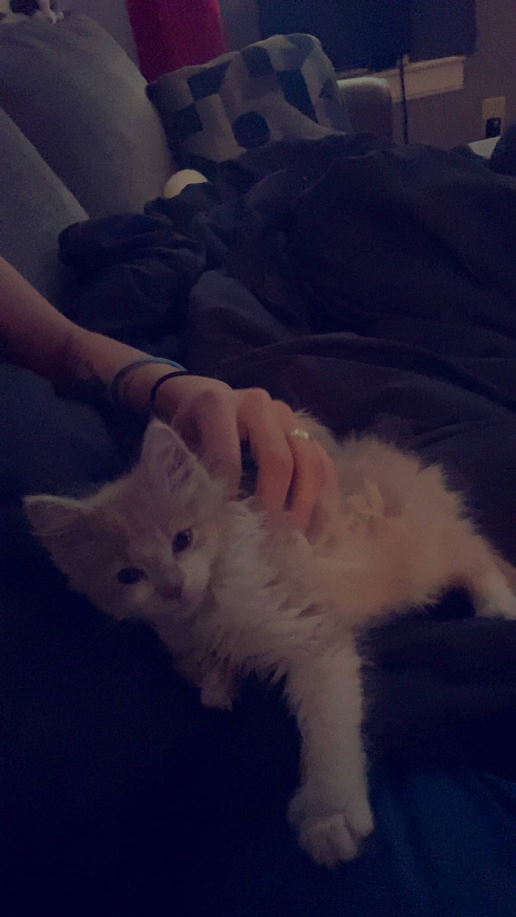 Weebles joined the competition — help win amazing prizes! carnivore, cat, claw, cloud, comfort, companion_dog, dog_breed, felidae, flooring, foot, fur, human_leg, meteorological_phenomenon, paw, room, sky, small_to_medium_sized_cats, square, tail, whiskers