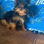 Harmony Jolene is registered to the contest to win money with this photo: puppy, dog, yorkshire_terrier, wet_fur, small_dog, brown_fur, black_fur, blue_blanket, sports_team_blanket, detroit_lions, pet, cute, indoor, furniture, couch, animal, young_dog, scruffy, curious, sitting