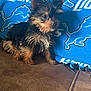 puppy, dog, yorkshire_terrier, wet_fur, small_dog, brown_fur, black_fur, blue_blanket, sports_team_blanket, detroit_lions, pet, cute, indoor, furniture, couch, animal, young_dog, scruffy, curious, sitting