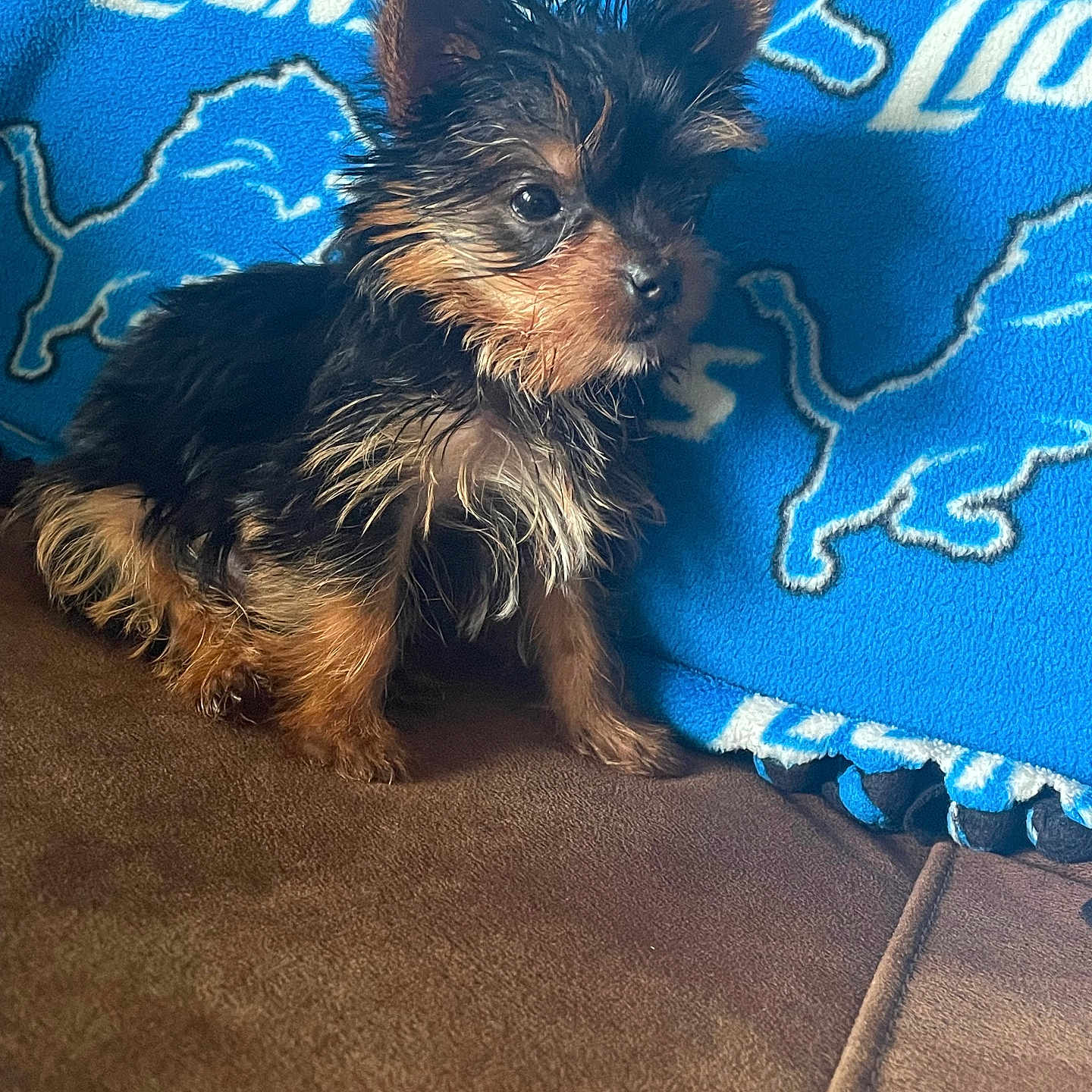 Harmony Jolene is registered to the contest to win money with this photo: animal, black_fur, blue_blanket, brown_fur, couch, curious, cute, detroit_lions, dog, furniture, indoor, pet, puppy, scruffy, sitting, small_dog, sports_team_blanket, wet_fur, yorkshire_terrier, young_dog