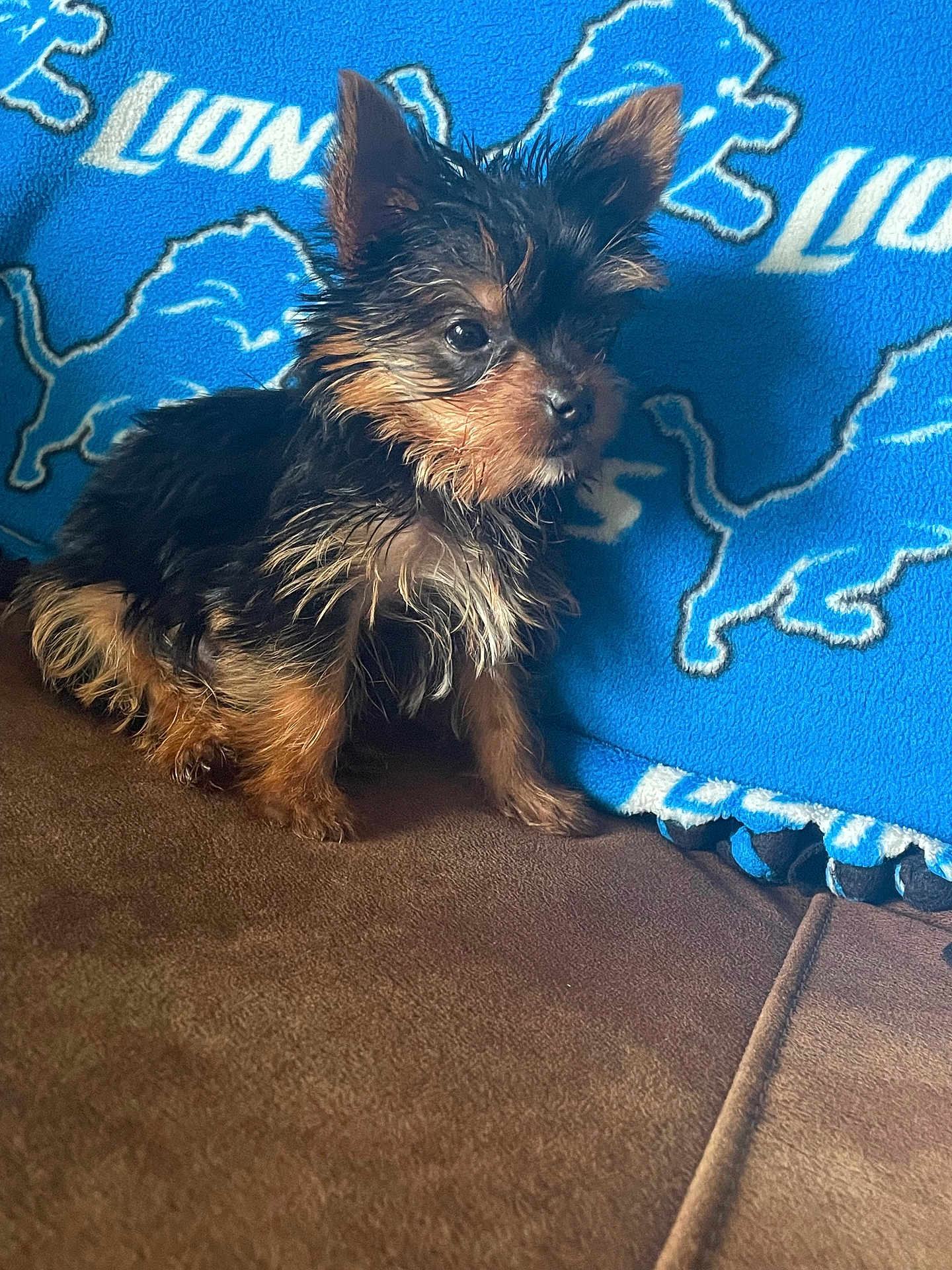 Harmony Jolene is registered to the contest to win money with this photo: puppy, dog, yorkshire_terrier, wet_fur, small_dog, brown_fur, black_fur, blue_blanket, sports_team_blanket, detroit_lions, pet, cute, indoor, furniture, couch, animal, young_dog, scruffy, curious, sitting