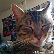 Simelon a rejoint le concours — aidez-le/la à gagner de superbes lots ! animal, cat, close_up, clutter, cute, domestic_animal, ears, face, feline, funny, furniture, indoor, pet, poster, room, shelf, sleepy, tabby_cat, tongue_out, whiskers