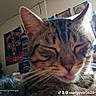 animal, cat, close_up, clutter, cute, domestic_animal, ears, face, feline, funny, furniture, indoor, pet, poster, room, shelf, sleepy, tabby_cat, tongue_out, whiskers