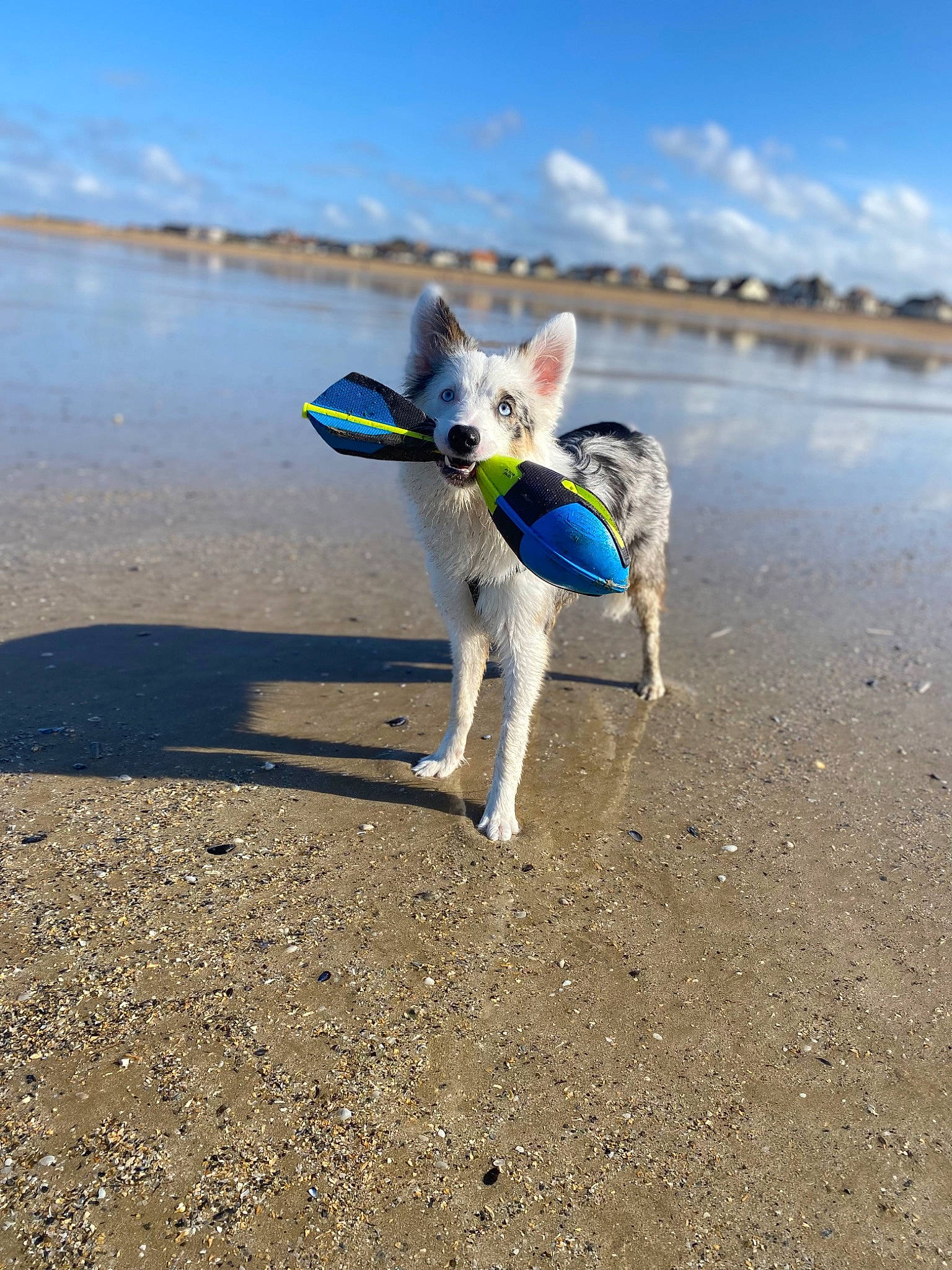 Iris a rejoint le concours — aidez-le/la à gagner de superbes lots ! beach, carnivore, cloud, collar, companion_dog, dog, dog_breed, dog_supply, fawn, horizon, lake, pet_supply, recreation, shore, sky, tail, water, wind_wave, wing, working_animal
