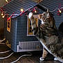 Raelynn is registered to the contest to win money with this photo: cat, tabby_cat, indoor, miniature_house, fairy_lights, string_lights, wood_floor, decor, curious, pet, animal, playful, lighting, home, cozy, small_house, paw, window, bench, night