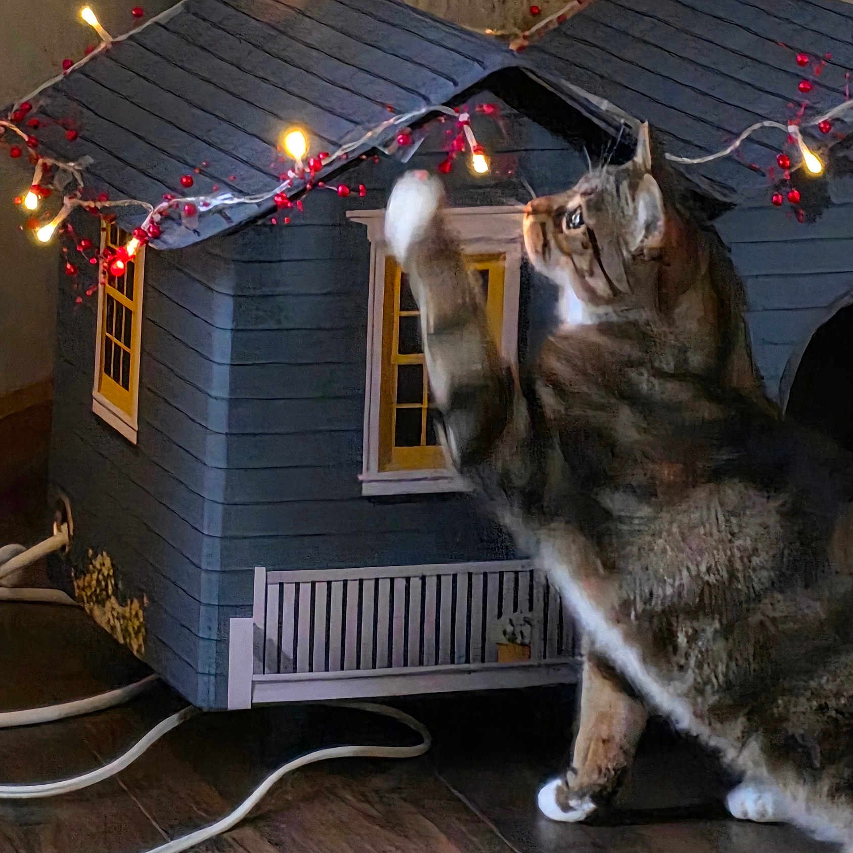 Raelynn is registered to the contest to win money with this photo: animal, bench, cat, cozy, curious, decor, fairy_lights, home, indoor, lighting, miniature_house, night, paw, pet, playful, small_house, string_lights, tabby_cat, window, wood_floor