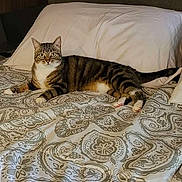 Raelynn is registered to the contest to win money with this photo: cat, tabby_cat, bed, pillow, blanket, patterned_bedspread, indoor, feline, pet, resting, looking, curious, cozy, sleeping_area, striped_fur, whiskers, ears, four_legs, domestic_animal, relaxing