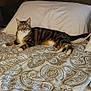 cat, tabby_cat, bed, pillow, blanket, patterned_bedspread, indoor, feline, pet, resting, looking, curious, cozy, sleeping_area, striped_fur, whiskers, ears, four_legs, domestic_animal, relaxing