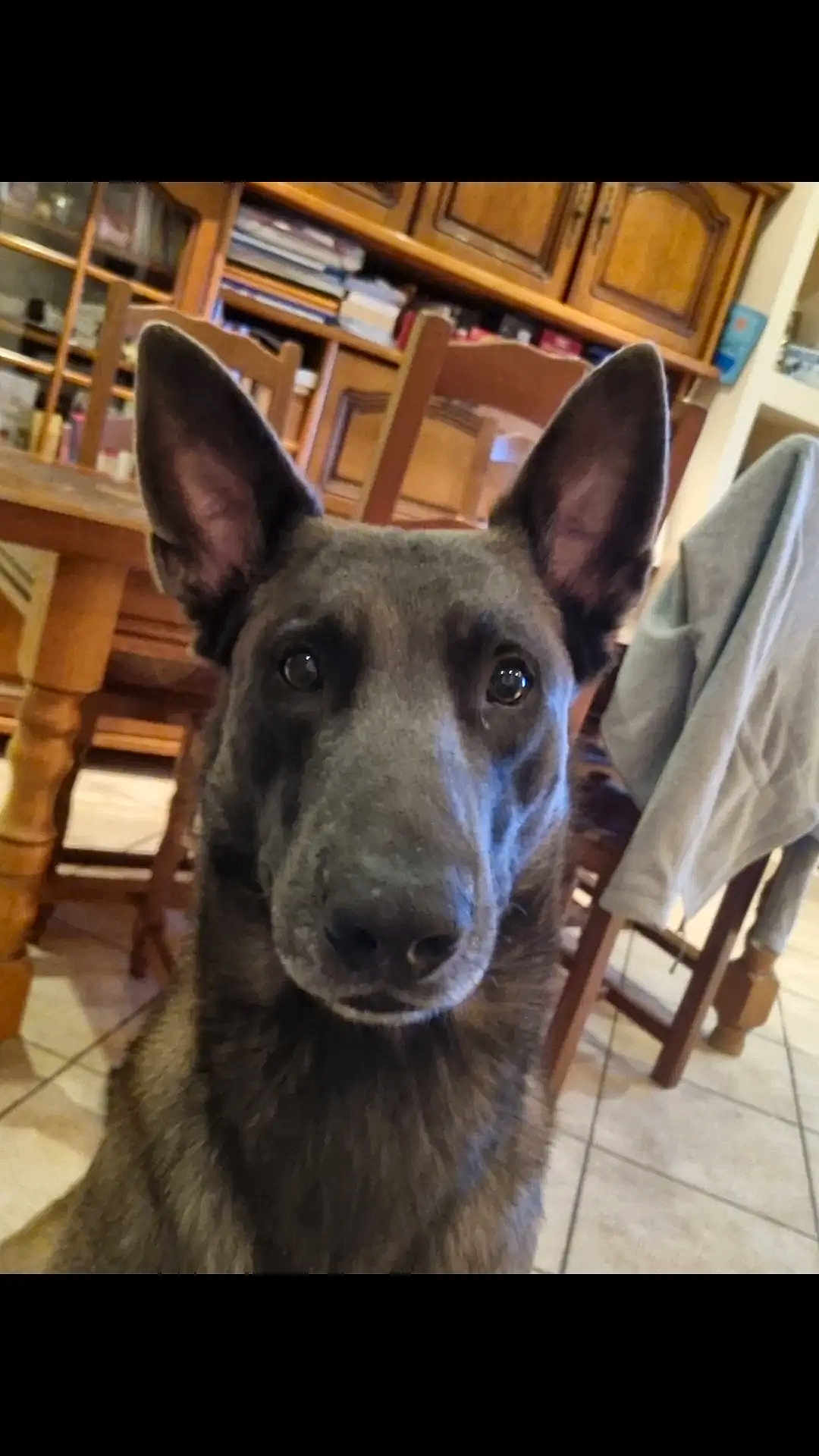Taos participe au concours pour gagner de l'argent avec cette photo : dog, indoor, close_up, pet, animal, ears, canine, furniture, table, chair, wood, floor, tile, domestic, household, looking, portrait, brown, coat, companion