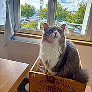 Plume participe au concours pour gagner de l'argent avec cette photo : cat, wooden_crate, window, indoor, daylight, sky, clouds, trees, curious, fluffy, gray_cat, white_cat, feline, pet, sunlight, wooden_table, home, cozy, looking_up, relaxed