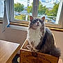 cat, wooden_crate, window, indoor, daylight, sky, clouds, trees, curious, fluffy, gray_cat, white_cat, feline, pet, sunlight, wooden_table, home, cozy, looking_up, relaxed