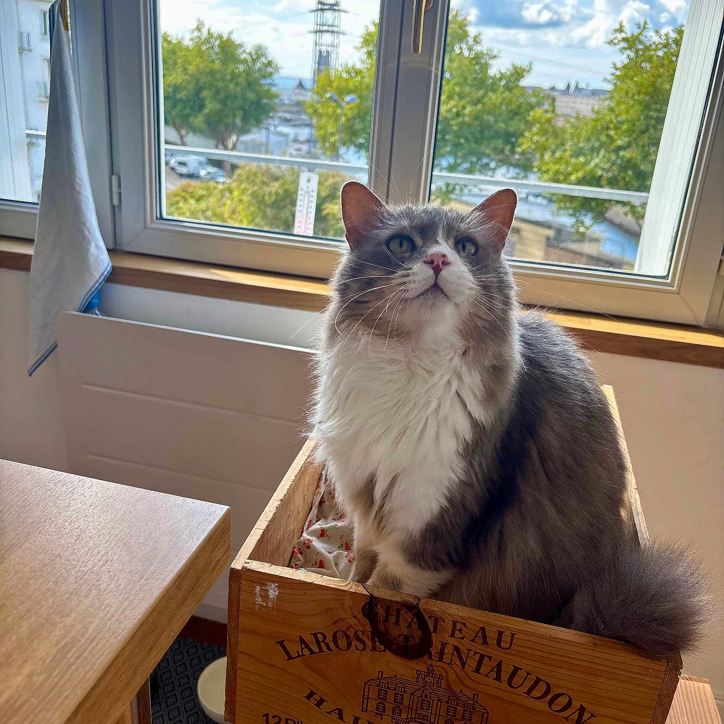 Plume participe au concours pour gagner de l'argent avec cette photo : cat, clouds, cozy, curious, daylight, feline, fluffy, gray_cat, home, indoor, looking_up, pet, relaxed, sky, sunlight, trees, white_cat, window, wooden_crate, wooden_table