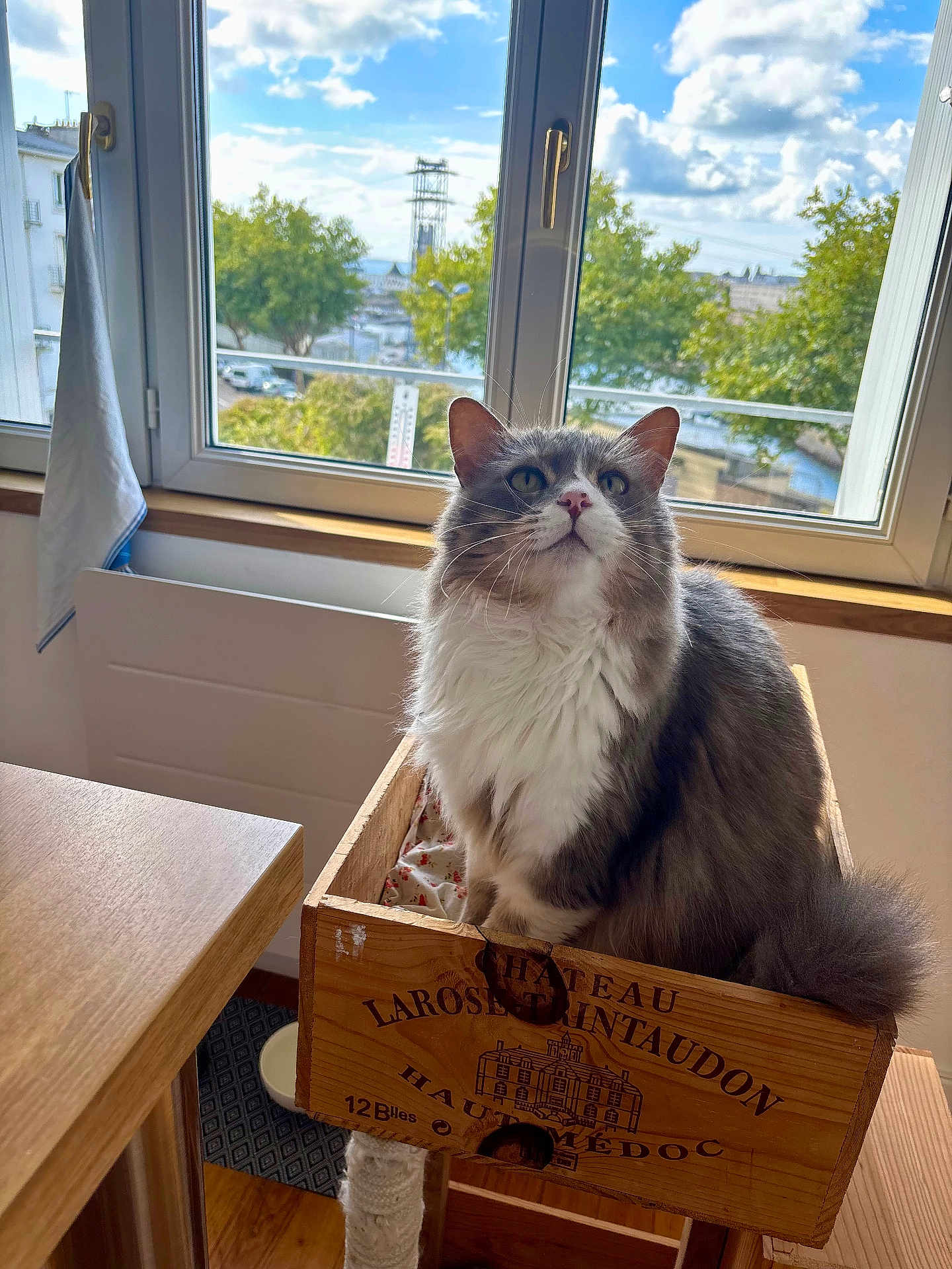 Plume participe au concours pour gagner de l'argent avec cette photo : cat, wooden_crate, window, indoor, daylight, sky, clouds, trees, curious, fluffy, gray_cat, white_cat, feline, pet, sunlight, wooden_table, home, cozy, looking_up, relaxed