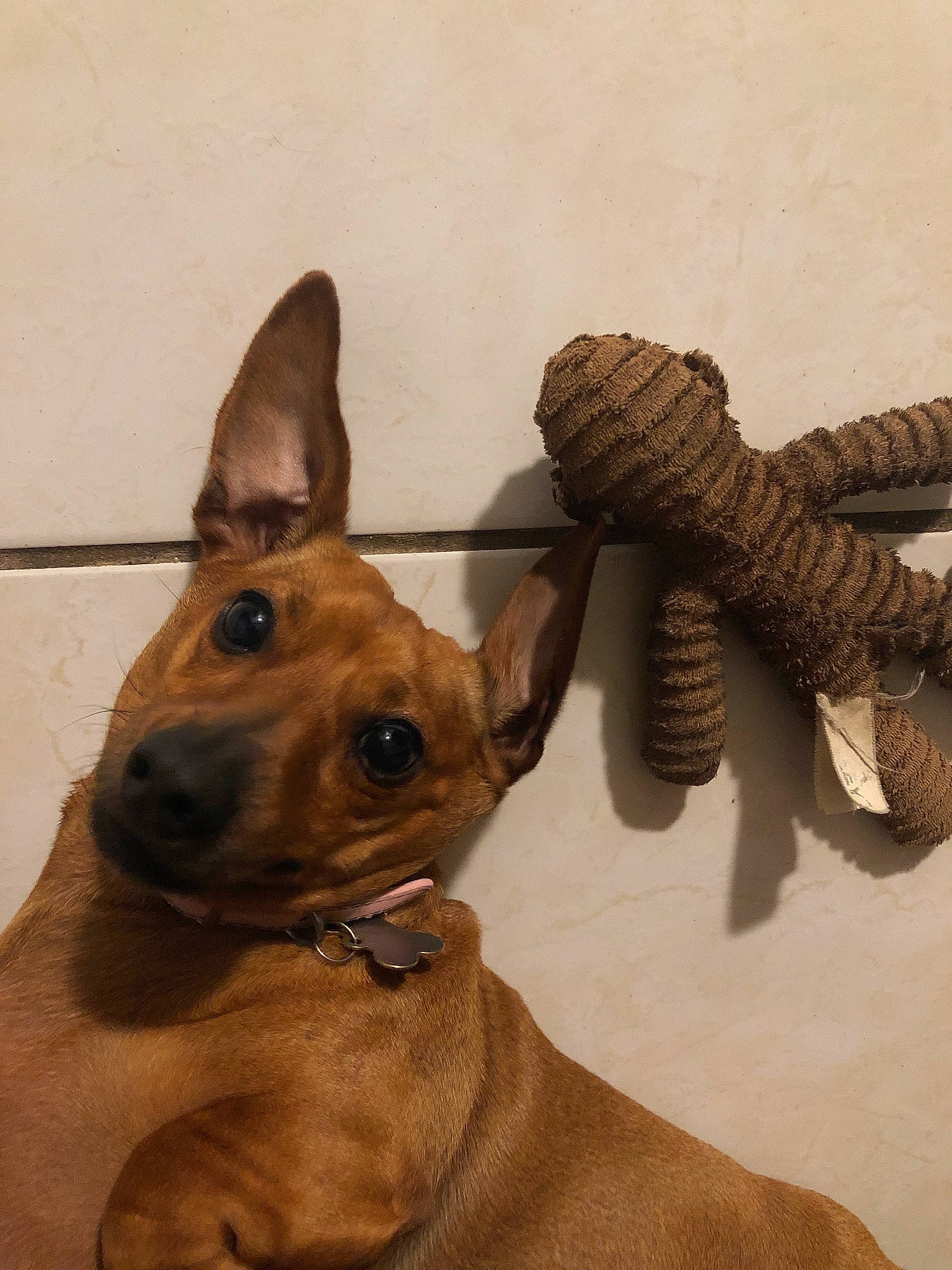 Bella joined the competition — help win amazing prizes! american_hairless_terrier, ancient_dog_breeds, canidae, carnivore, carolina_dog, cirneco_delletna, dog, dog_breed, fawn, mammal, mexican_hairless_dog, pariah_dog, peruvian_hairless_dog, snout, thai_ridgeback, vertebrate