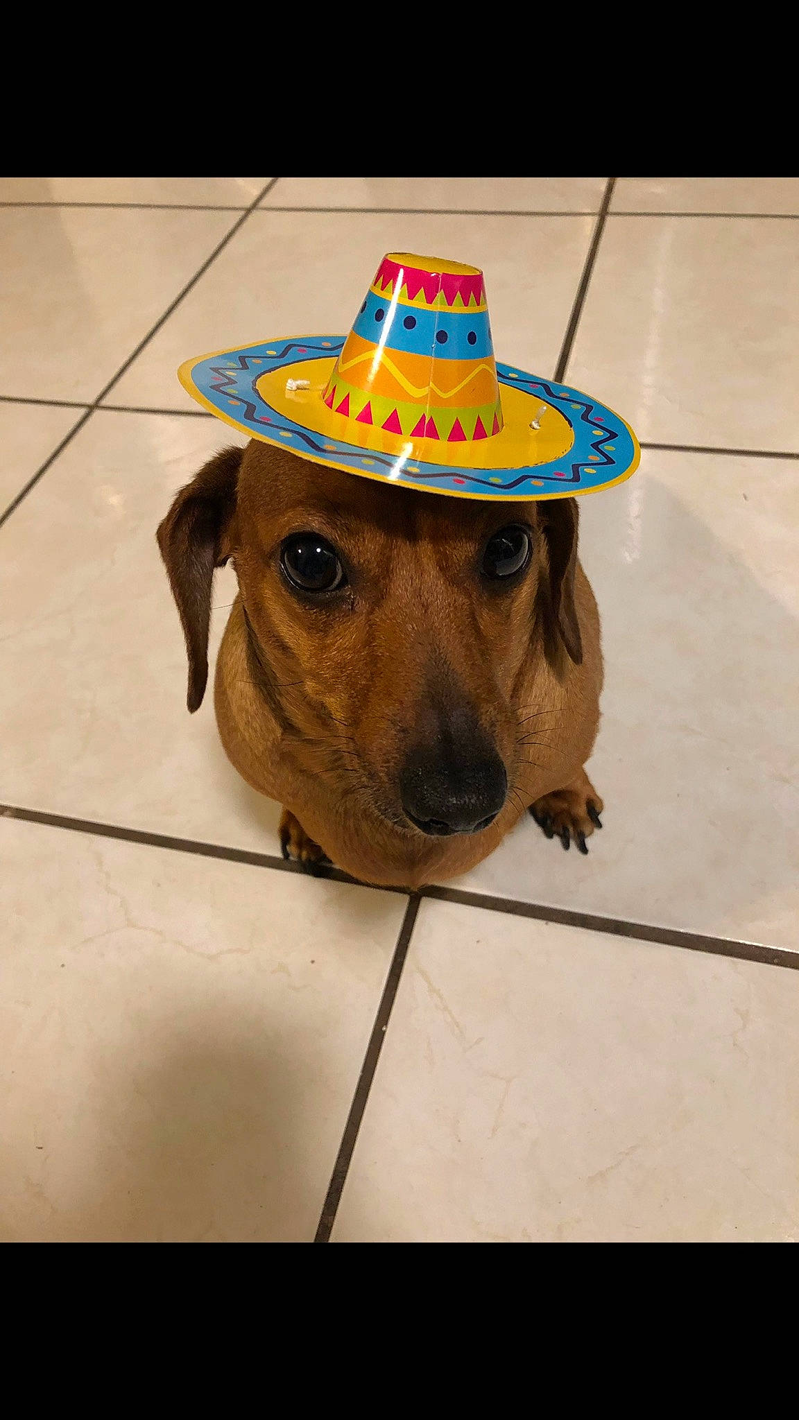 Bella is registered to the contest to win money with this photo: canidae, carnivore, companion_dog, dachshund, dog, dog_breed, fashion_accessory, fawn, hat, headgear, mammal, party_hat, party_supply, snout, sombrero