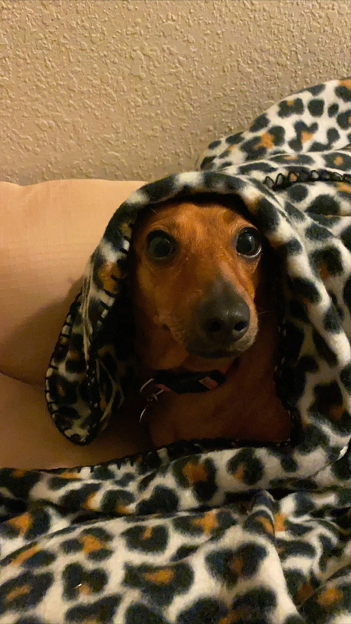 Bella joined the competition — help win amazing prizes! canidae, carnivore, companion_dog, dachshund, dog, dog_breed, mammal, snout, vertebrate