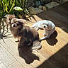 brown_dog, companion, cozy, cute, dog, domestic_animal, flooring, fur, greenery, home, indoor, natural_light, pet, plant, relaxing, shadow, small_dog, sunlight, white_dog, wooden_floor