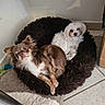 animal, brown_dog, companion, corner, cozy, cute, dog, domestic, floor_tile, fluffy, fur, home, indoor, indoor_lighting, pet_bed, relaxed, resting, small_dog, two_animals, white_dog